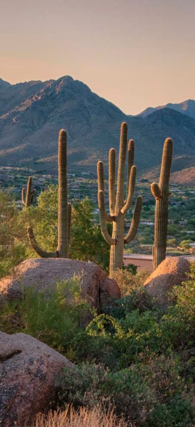 Desert landscape with tall saguaro cacti, large boulders, and green shrubs, with mountains in the background bathed in warm golden sunlight peoria az